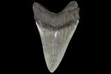 Fossil Megalodon Tooth - Georgia #109355-1